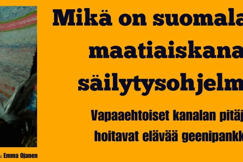 Otsikko mikä on suomalaisen maatiaiskanan säilytysohjelma? Vapaaehtoiset kanalan pitäjät hoitavat elävää geenipankkia. Kuvassa harmaa hämeenkannan kukko. Kuvaaja Emma Ojanen